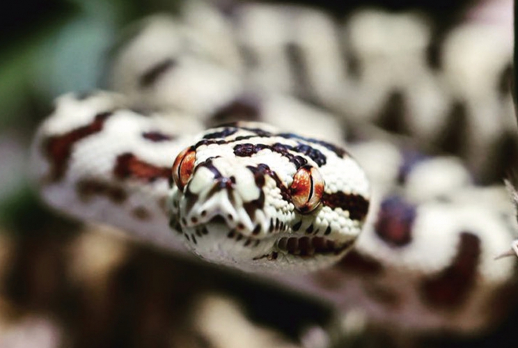 不思議な魅力を放つ爬虫類の生物たち。独特な世界観が心を高揚させ、ついつい見入ってしまう